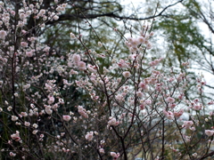 P1040808g