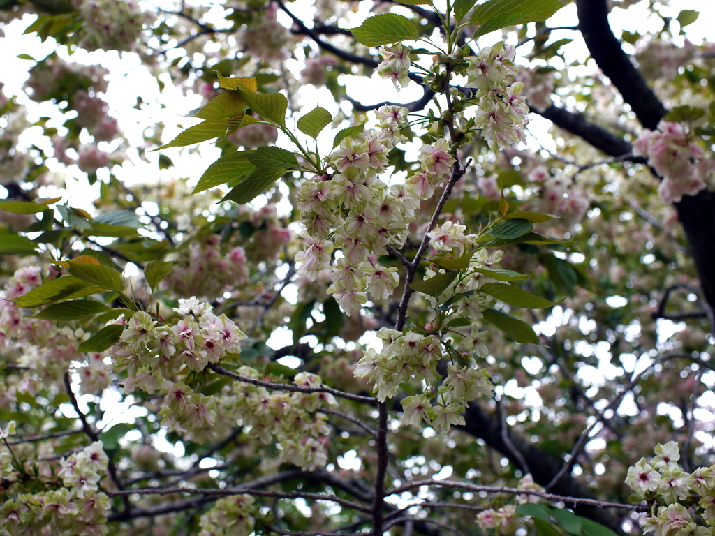 八重桜
