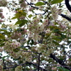 八重桜