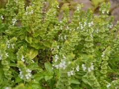 P1050538