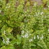 P1050538