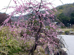 P1040837g