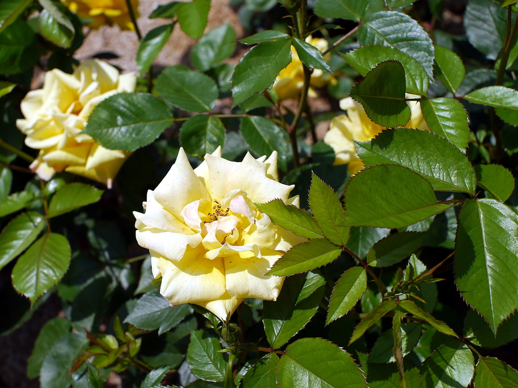 薔薇