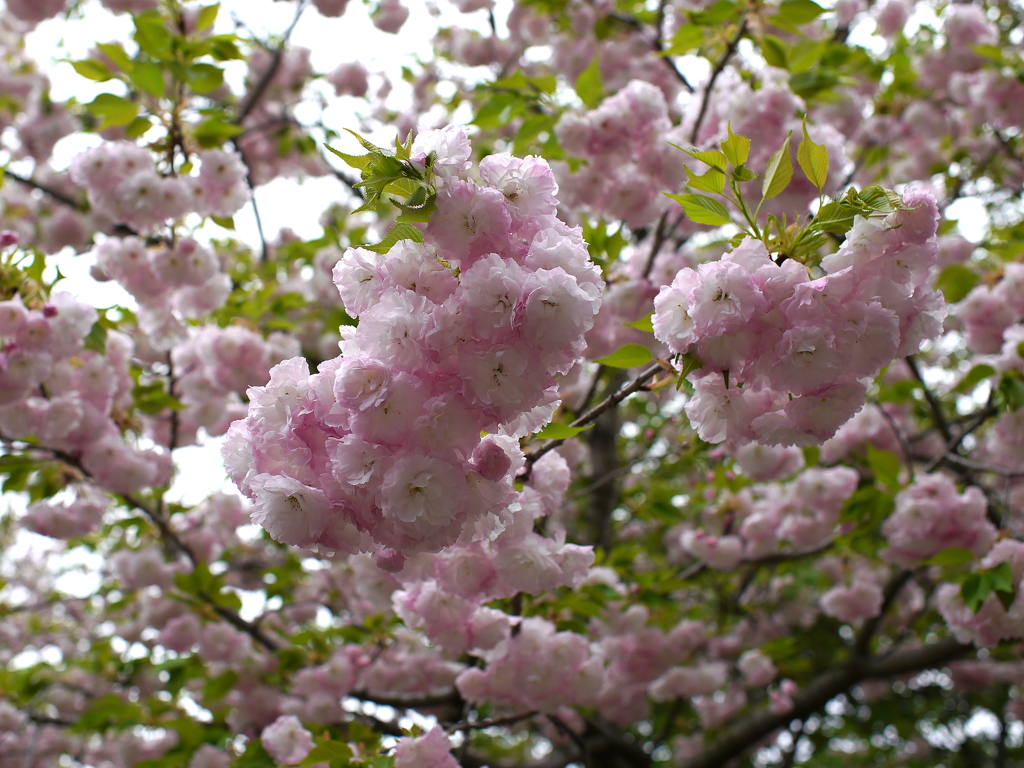 八重桜