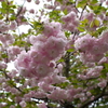 八重桜
