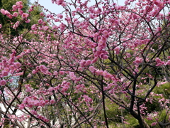 008_P1040653g