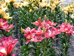百合