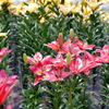 百合