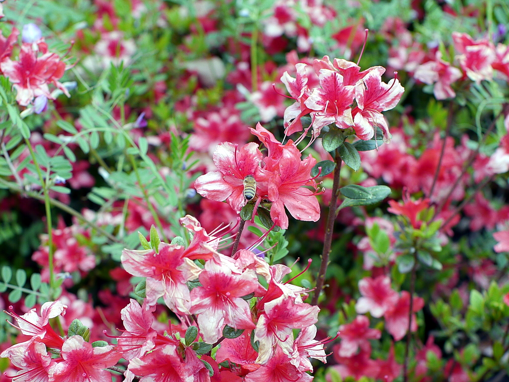 花と蜜蜂