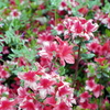 花と蜜蜂