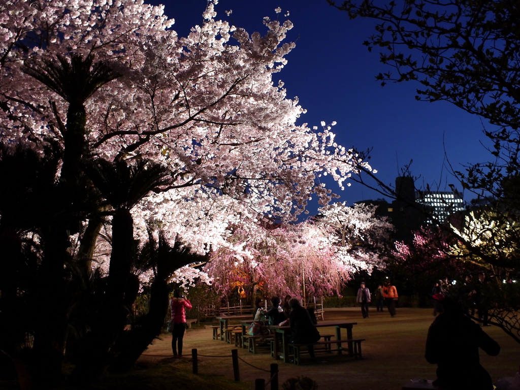 縮景園の夜桜