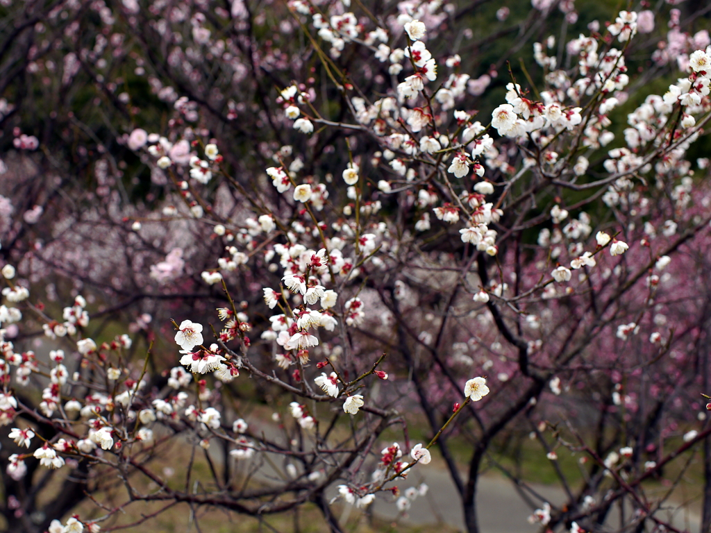 P1040931g