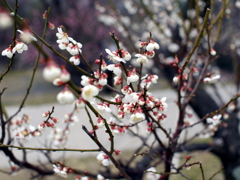 P1060022g
