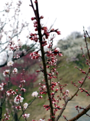 P1040887g
