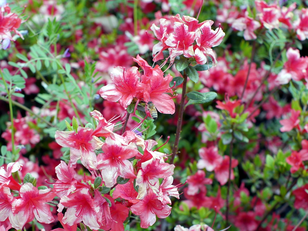 花と蜜蜂