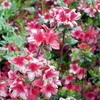 花と蜜蜂