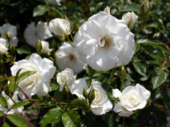 薔薇