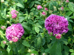 薔薇
