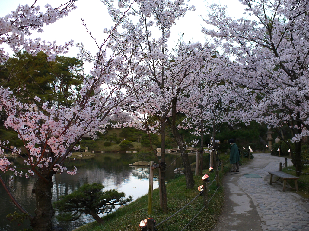 縮景園の桜