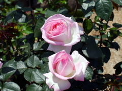 薔薇
