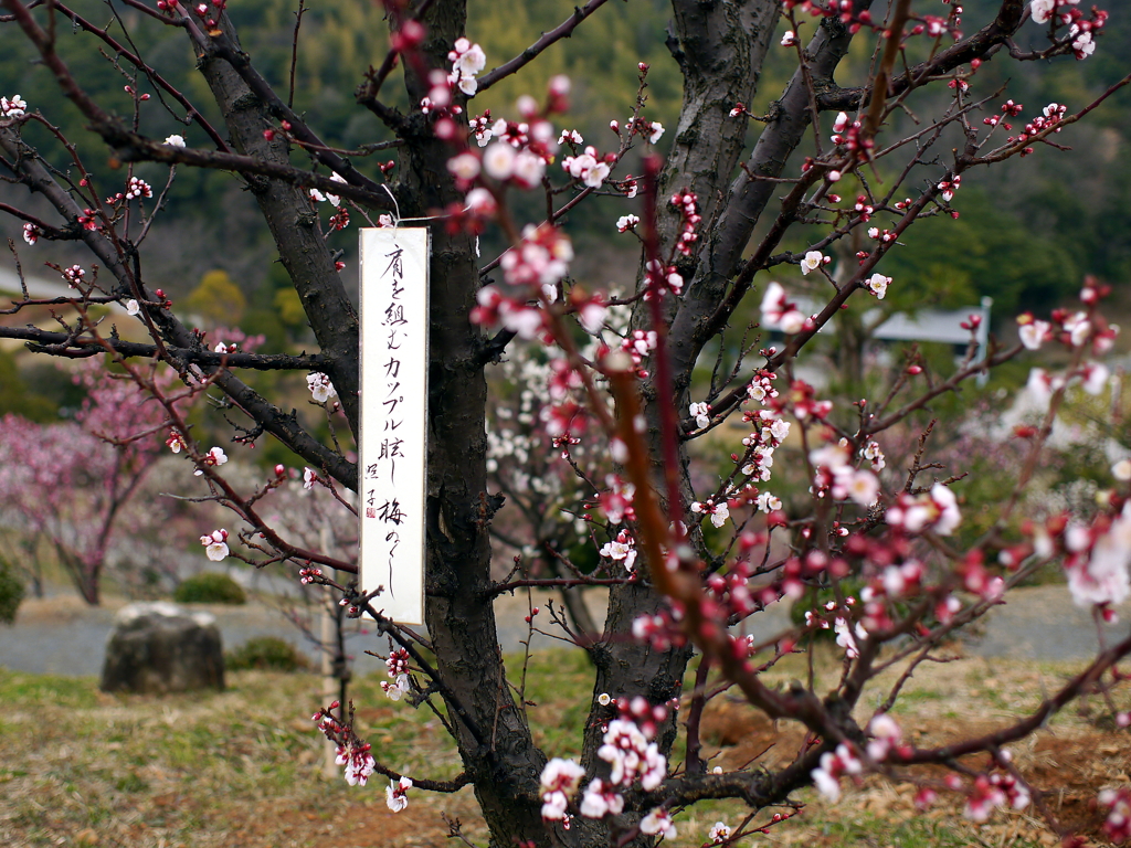 P1050017g