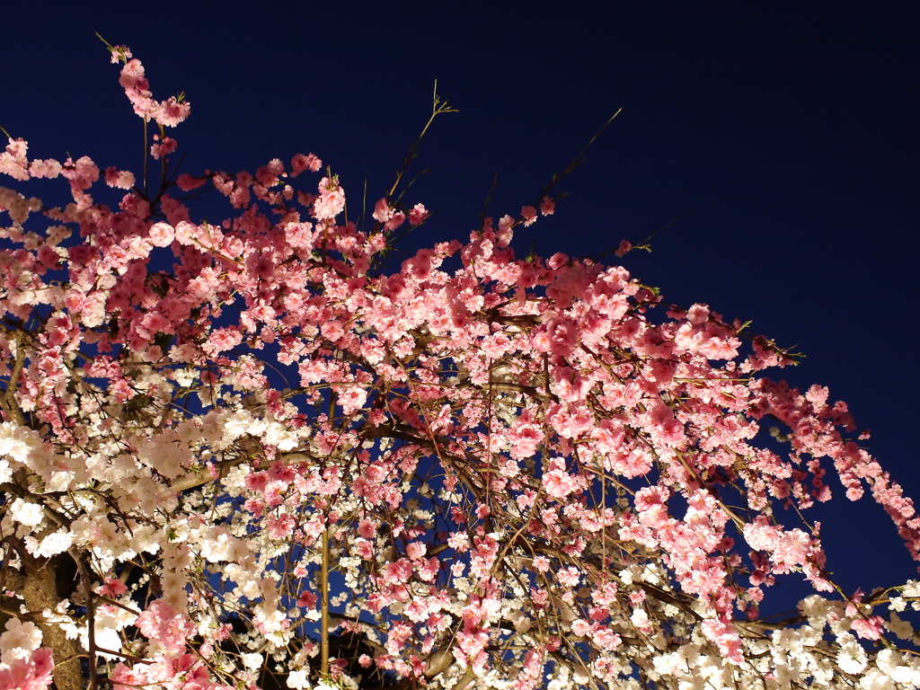 縮景園の夜桜