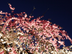 縮景園の夜桜