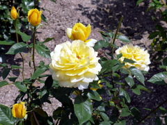 薔薇
