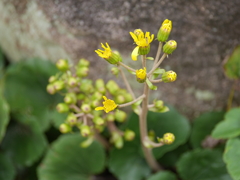 P1050571