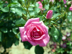 薔薇