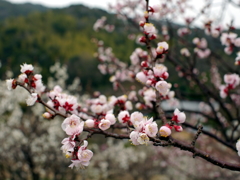 P1040914g