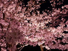 縮景園の夜桜