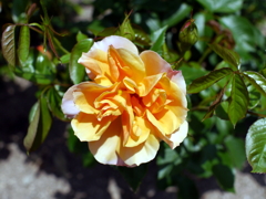 薔薇