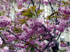 八重桜
