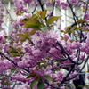 八重桜