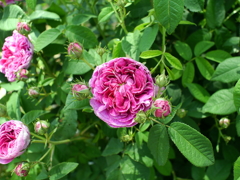 薔薇