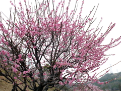 P1040824g