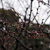 縮景園の梅