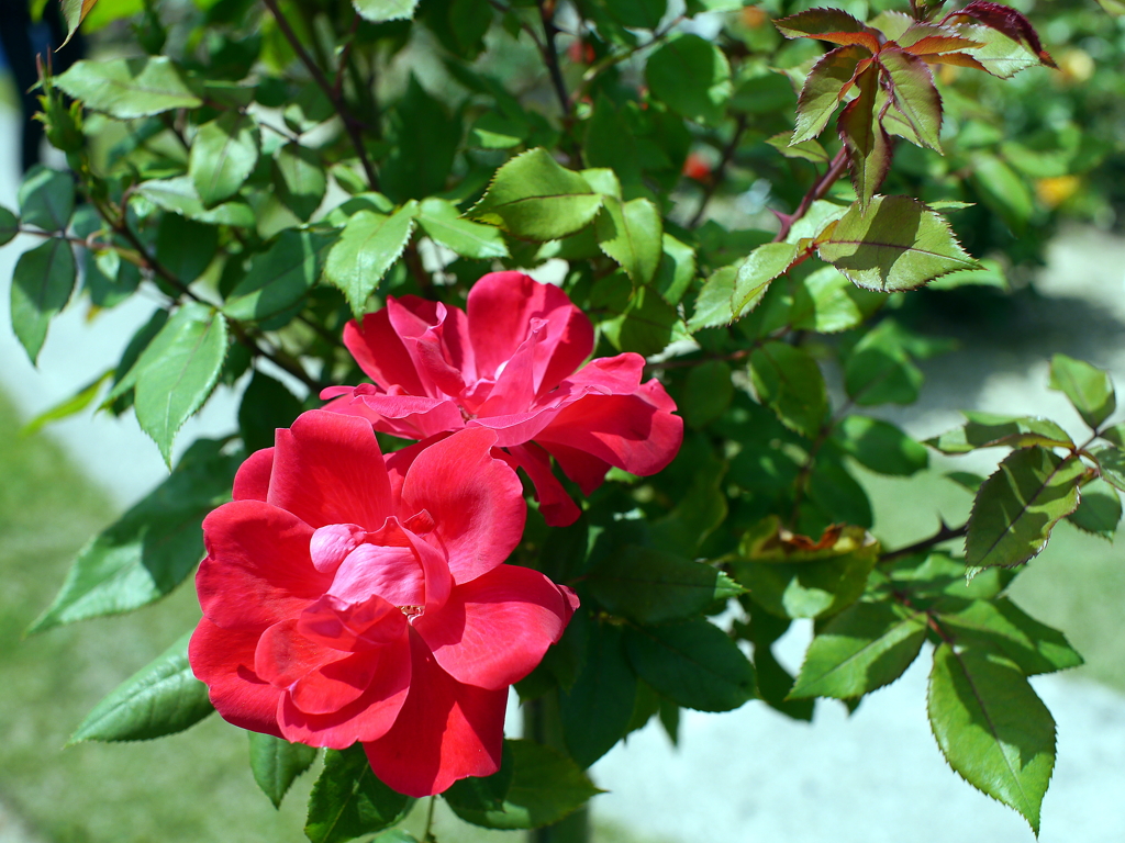 薔薇