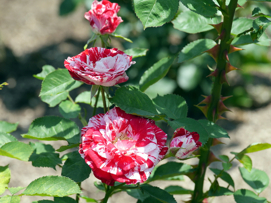 薔薇