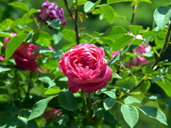 薔薇