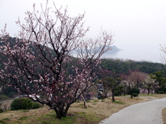 P1060006g