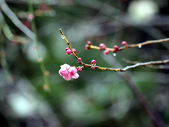 縮景園の梅