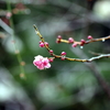 縮景園の梅