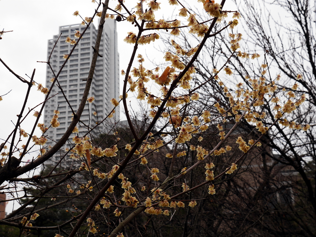 縮景園の梅