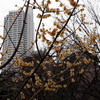 縮景園の梅
