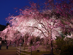 縮景園の夜桜