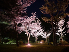 縮景園の夜桜