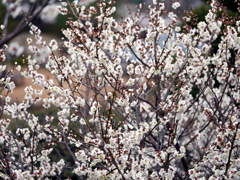 P1090717g
