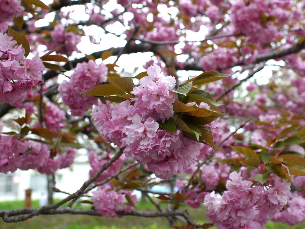 八重桜
